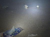Picture for song '5 - Daily Dose of Love' by artist 'JC Manlapat'