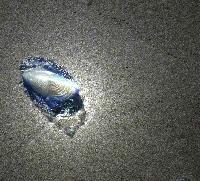 Picture for song '6 - Water Over The Pebble' by artist 'JC Manlapat'