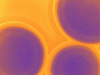 Picture for song 'Jackie Hydes the Muse' by artist 'Jenny Dalton'