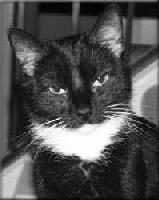 Picture for song 'Mama Says' by artist 'Jessue Luttrell'