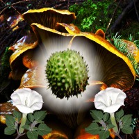 Picture for song 'In madness lies sanity' by artist 'Jimson'