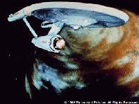 Picture for song 'Starfugg' by artist 'J J Frank'