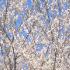 Picture for song 'Entre jardines blancos' by artist 'Joaquin Taboada'