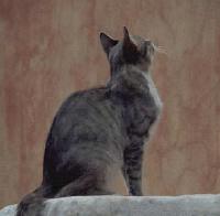 Picture for song 'Vals de los Gatos (Cats Waltz)' by artist 'Joaquin Taboada'