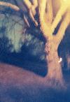 Picture for song 'Tree Song' by artist 'Joe Garcia'