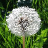 Picture for song 'Arm Of David' by artist 'Joel Kelly'