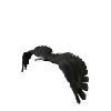 Picture for song 'Grey Birds' by artist 'Joel Kelly'