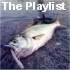 Picture for song 'The Playlist' by artist 'Joe Loopizer'