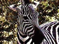 Picture for song 'The Zoo Feat Rheotaxis' by artist 'Joey Scriptures'