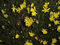 Picture for song 'Calendula' by artist 'John Everett Hawkins'
