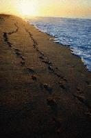 Picture for song 'Walk With Me (acoustic version)' by artist 'John McConnach'