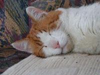 Picture for song 'Autumn' by artist 'Joki'