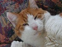 Picture for song 'Little Princess' by artist 'Joki'