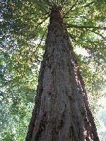 Picture for song 'I Am Here' by artist 'Jonathan Roberts'