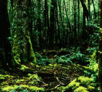 Picture for song 'The Forest (Studio Improvisation)' by artist 'Josh Brahm'