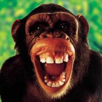 Picture for song 'Shakespeare Monkey' by artist 'Josh Dodes'
