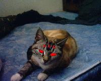 Picture for song 'BlurUrOpticz Vs Oddjob Vs Nikka' by artist 'Josiah The Mic Messiah'