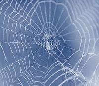 Picture for song 'Spider' by artist 'Just Dope'