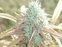 Picture for song 'Homegrown High' by artist 'Kadava'