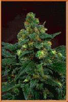 Picture for song 'Jungle Spliff' by artist 'Kadava'