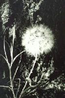Picture for song 'Dandelion' by artist 'kage no kaya'