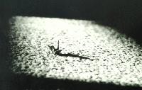 Picture for song 'Tsuru' by artist 'kage no kaya'