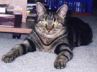 Picture for song 'Tommy Tommy Tub Time' by artist 'Kaley Willow Children's Songs'