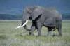 Picture for song 'elephant' by artist 'kancooldj'