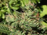 Picture for song 'Kas-Kade - 24-7' by artist 'Kaskade'