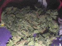 Picture for song 'Katalist - Eternal - 2004 instrumental' by artist 'Katalist'