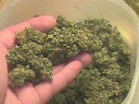 Picture for song 'One Good Spliff' by artist 'Katalist'