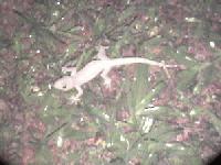 Picture for song 'So Sad - Katalist and Kannon' by artist 'Katalist'