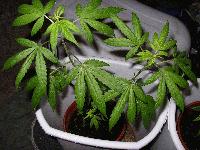 Picture for song 'I'm Gifted' by artist 'Keef Danken'