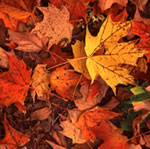 Picture for song 'Conversation no Densetsu' by artist 'Keiko Komputer'