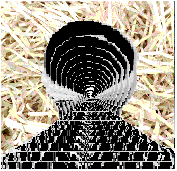 Picture for song 'Connie Cow & Selma Sow' by artist 'Ken Clinger'