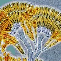 Picture for song 'Tuba Dee Dee' by artist 'Ken Clinger'