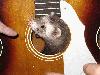 Picture for song 'Rough mix for Bluegrass collaboration' by artist 'Kevin Bowling'