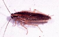 Picture for song 'TrEADmiLLz' by artist 'KiLLa' rOacH PrOdUctiOnS'