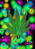 Picture for song 'Another Weed Song' by artist 'Kings Of The Heel'