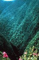 Picture for song 'Vidale' by artist 'Kipitril'