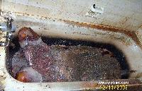 Picture for song 'Clinikally Hektik' by artist 'KitkeH'