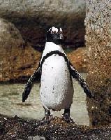 Picture for song 'Classic Reward' by artist 'knoncents'