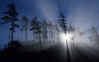 Picture for song 'Resurrection' by artist 'Kolsch Von Kolsch'
