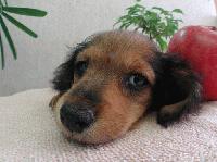 Picture for song 'Fake Melodica (Versioning)' by artist 'Kontd'