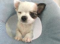 Picture for song 'High Tension Wires' by artist 'Kontd'