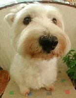 Picture for song 'I'm No Jeff Koons' by artist 'Kontd'