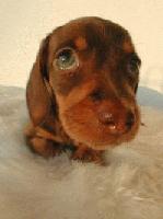 Picture for song 'In the Mood' by artist 'Kontd'