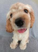 Picture for song 'Open Fields (Of Mice)' by artist 'Kontd'