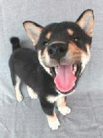 Picture for song 'Rumble in the Bronx' by artist 'Kontd'