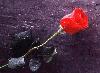 Picture for song '" Our Break Up "' by artist 'Krazy Mz Dickie's'